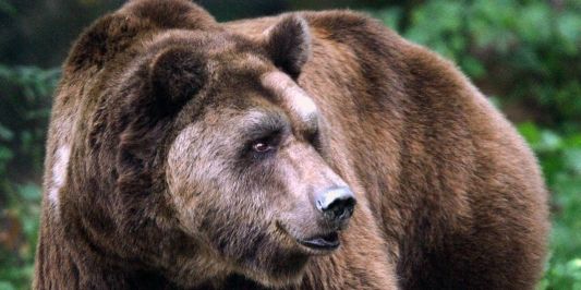 Bären-Attacke in den Karpaten