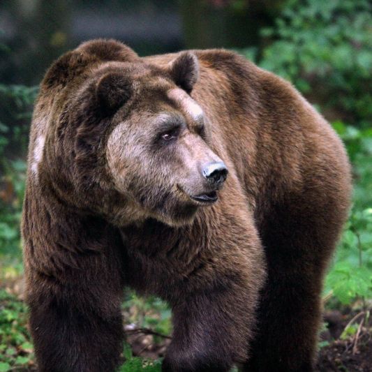 Dass Braunbären keine Kuscheltiere sind, musste eine Urlauberin in Rumänien auf schmerzhafte Weise am eigenen Leib erfahren.