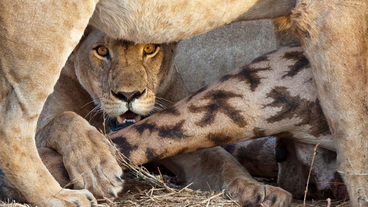 #"Dies Regel welcher Löwen" wohnhaft bei Arte im Stream und TV: Folge 1 welcher Tierreihe