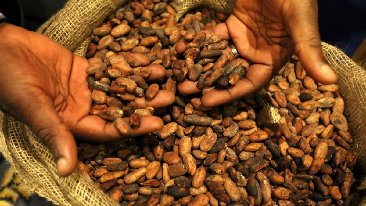 Kakaobohnen sind ein kostbares Gut (Foto)