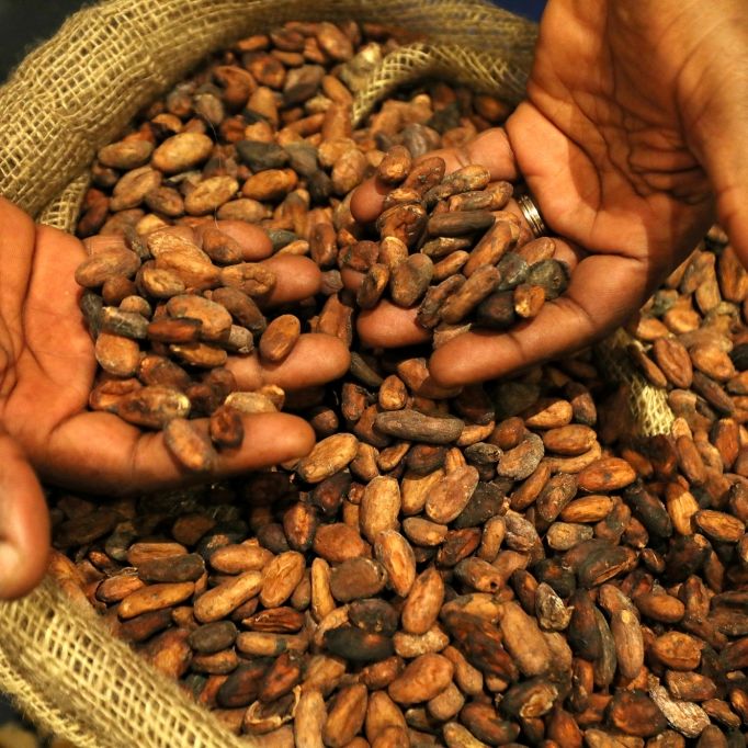 Kakaobohnen sind ein kostbares Gut