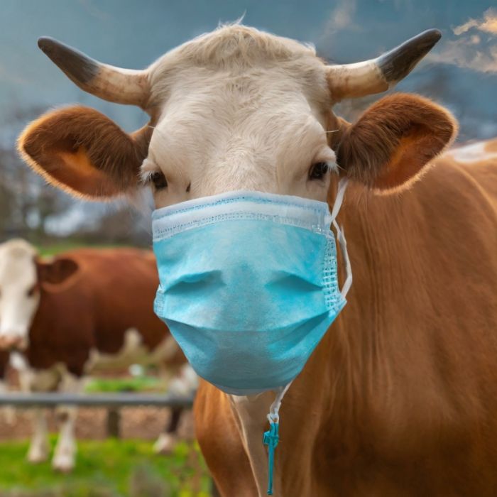 Vogelgrippe-Virus in Milch nachgewiesen - Wissenschaftler warnen vor möglicher Pandemie