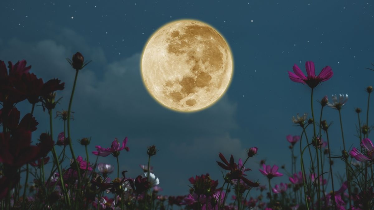 #Vollmond am 23.05.2024: Drum wird dieser Mai-Mond sogar Flower Moon genannt