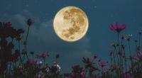 Im Mai strahlt der Vollmond als Flower Moon am Himmel.