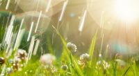Meteorologen prophezeien eine verfrühte Schafskälte.