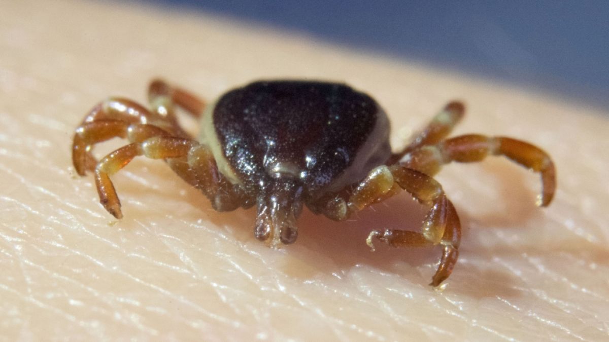 Hyalomma-Zecken sind längst nicht mehr nur in Afrika und Asien beheimatet, sondern übertragen auch in Europa gefährliche Krankheiten. (Foto)