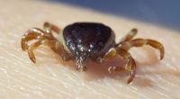 Hyalomma-Zecken sind längst nicht mehr nur in Afrika und Asien beheimatet, sondern übertragen auch in Europa gefährliche Krankheiten.
