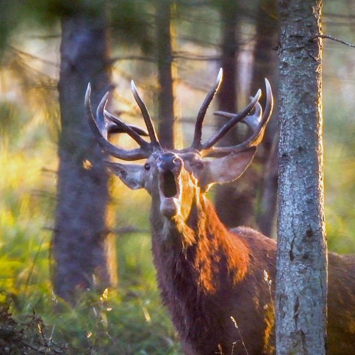 Folge 3 der Tierreihe