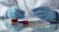 Wissenschaftler haben ein Ebola-ähnliches Virus entwickelt, dass innerhalb von drei Tagen infizierte Hamster tötete.