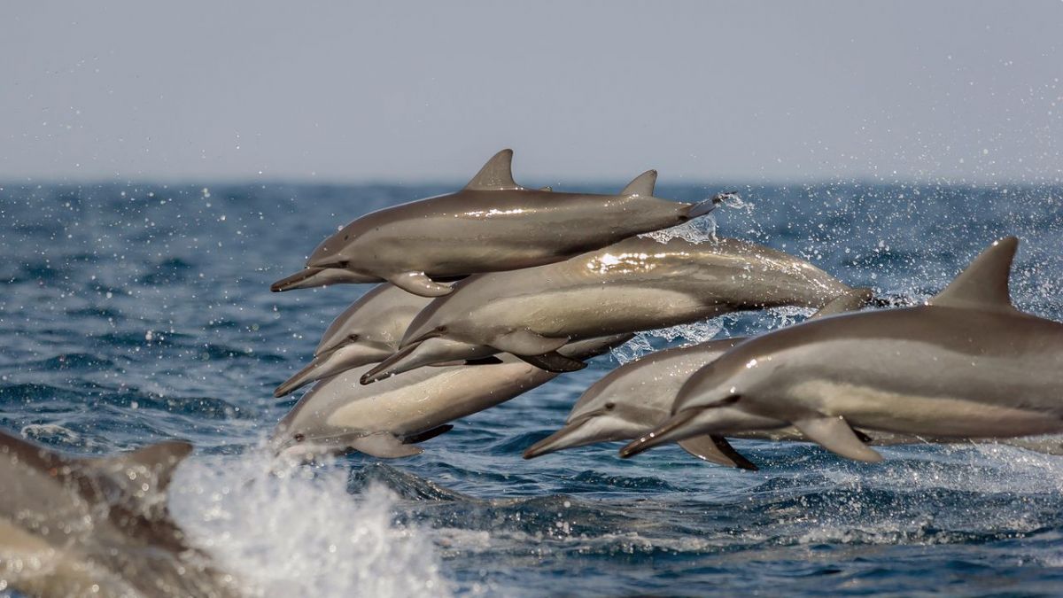 Fragile Schönheit Mittelmeer bei Arte (Foto)