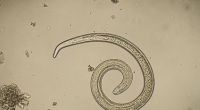 Parasiten in Lebensmitteln können krank machen.