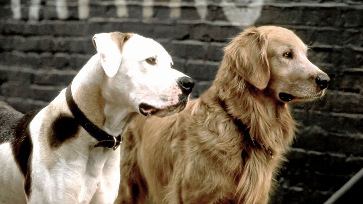 Zurück nach Hause: Die unglaubliche Reise bei Tele 5 (Foto)