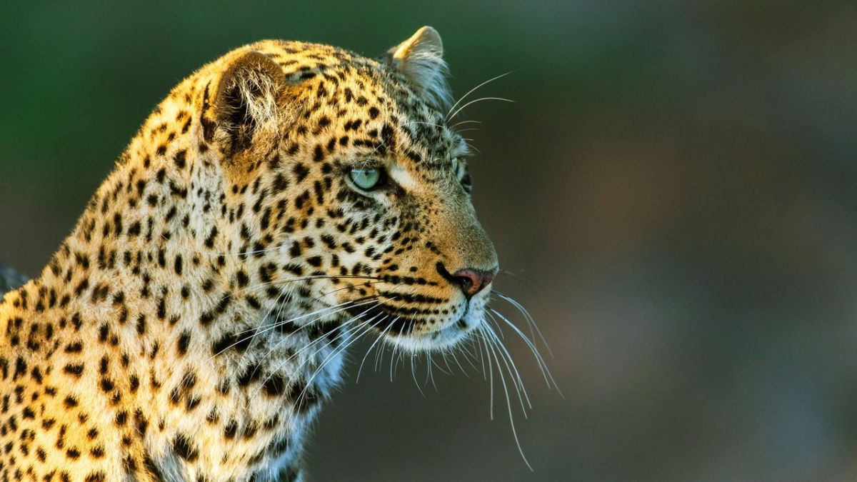 Die Leopardin bei Das Erste (Foto)