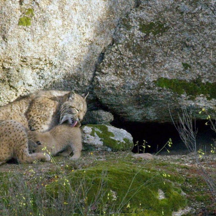 Wiederholung der Naturdoku im TV und online