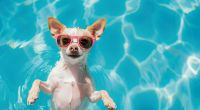 Die Hundstage sollen sich in diesem Jahr angeblich verspäten.