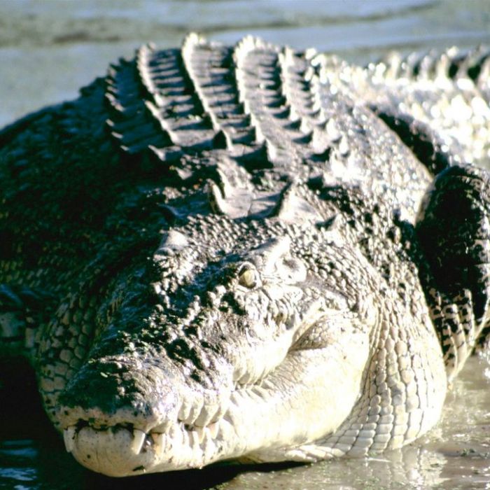 Wiederholung der Naturdoku online und im TV