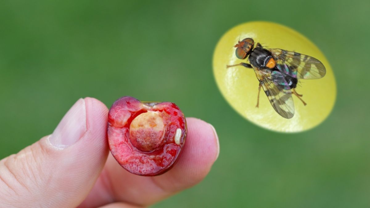 Die Kirschfruchtfliege legt ihre Eier in reifenden Kirschen ab. (Foto)