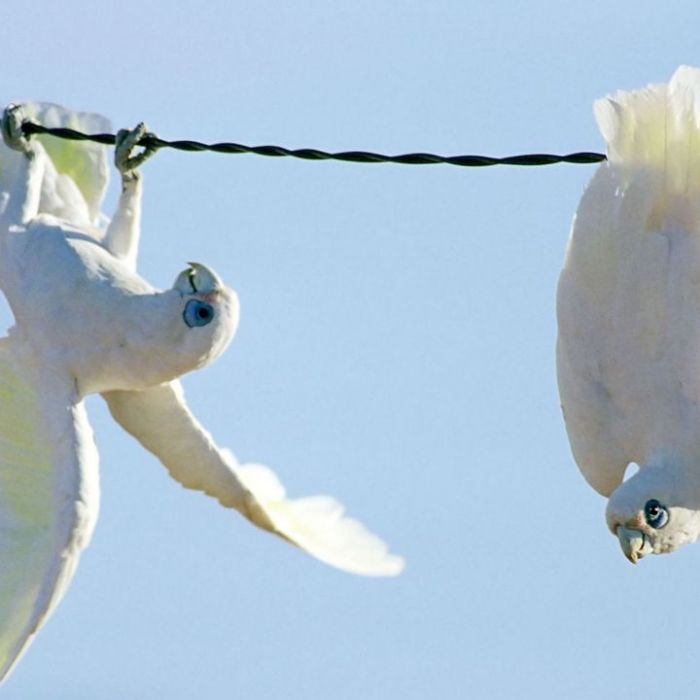 Wiederholung der Tierreihe im TV und online