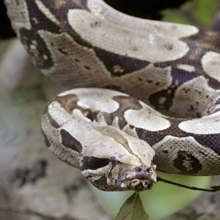 Wiederholung der Naturdoku im TV und online