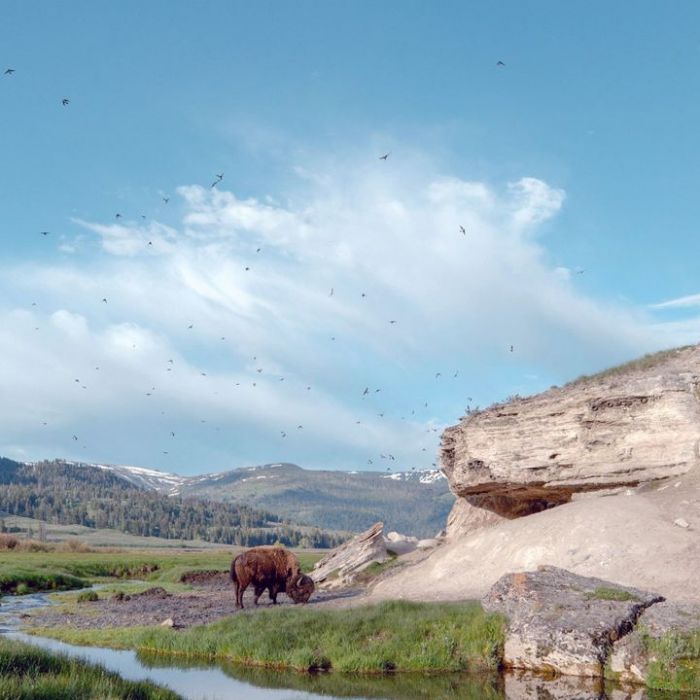Wiederholung der Naturdoku online und im TV