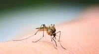 Mücken können das West-Nil-Virus übertragen. (Symbolfoto)