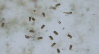 Das von Mücken übertragene Oropouche-Virus hat in Brasilien erstmals Menschenleben gefordert.