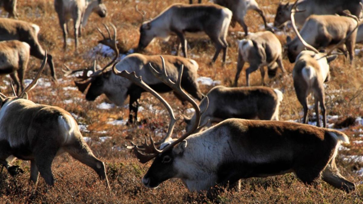 Wildes Norwegen bei 3sat Wildes Norwegen bei 3sat (Foto)