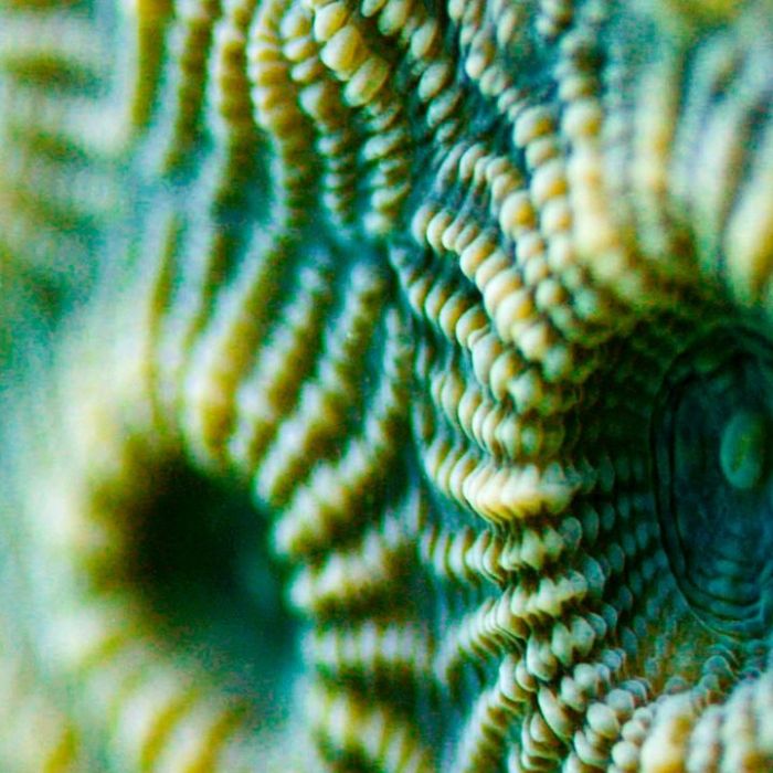 Wiederholung der Tierdoku online und im TV