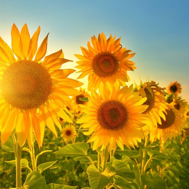 Azorenhoch-Ableger bringt neue Hitzespitze - Temperaturen bis 36 Grad erwartet