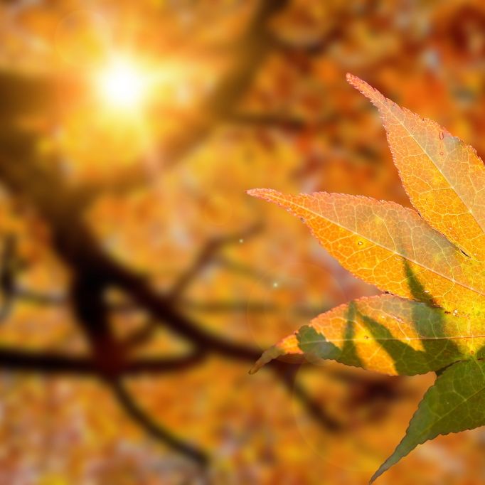 Herbst-Klatsche oder Sommer-Verlängerung - Meteorologen aktualisieren Prognose
