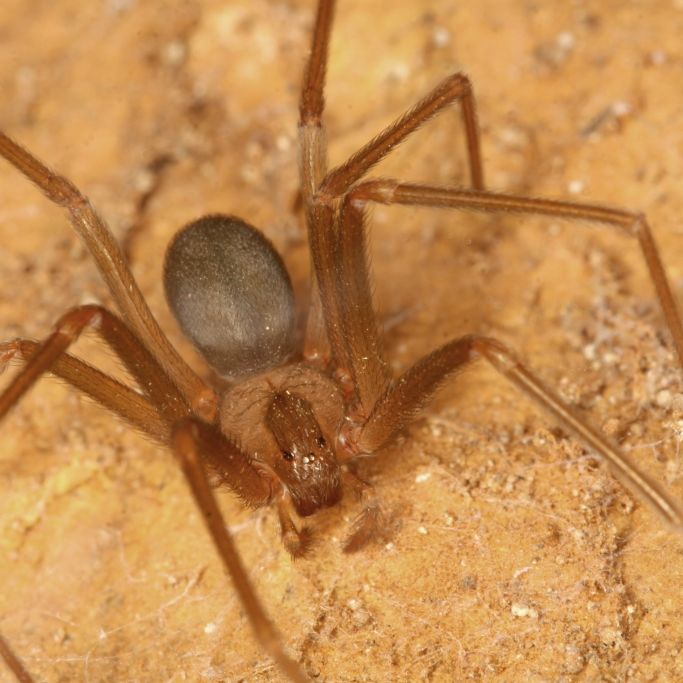 Tödliche Giftspinne sorgt für Todesfälle in Europa: Das müssen Sie jetzt wissen