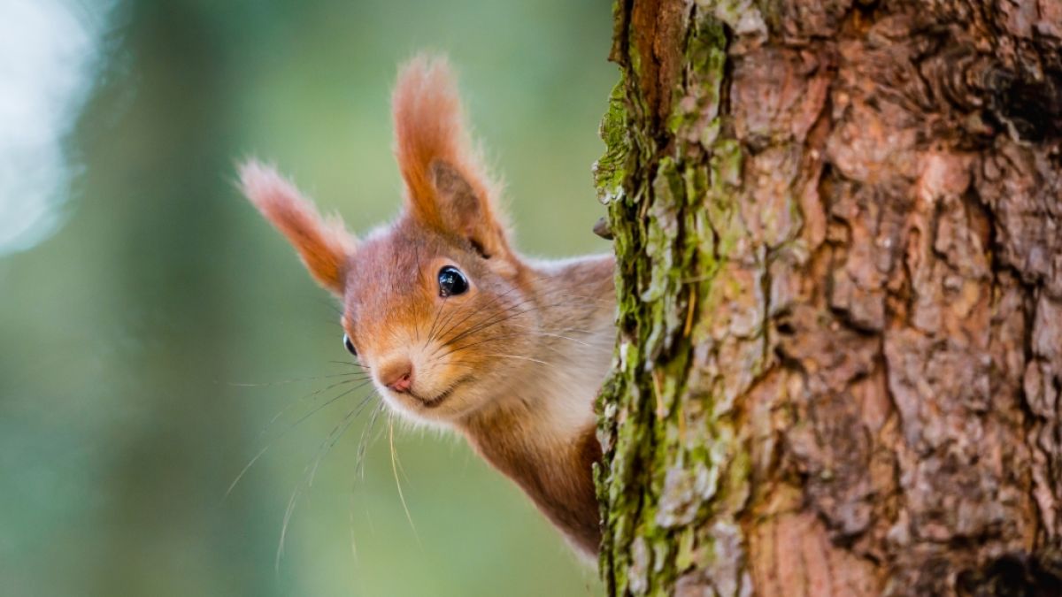 Hundertjähriger Kalender im September 2024 Ungemütliches HerbstWetter