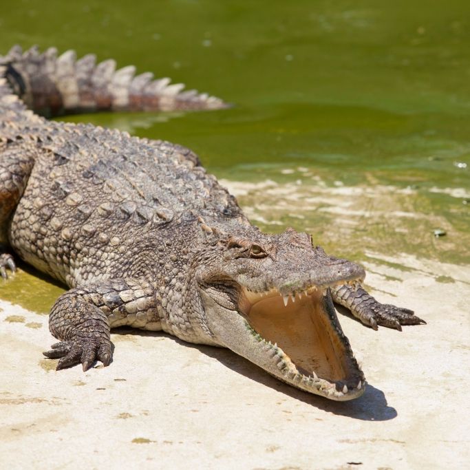Großmutter (54) bei lebendigem Leib von Reptil gefressen
