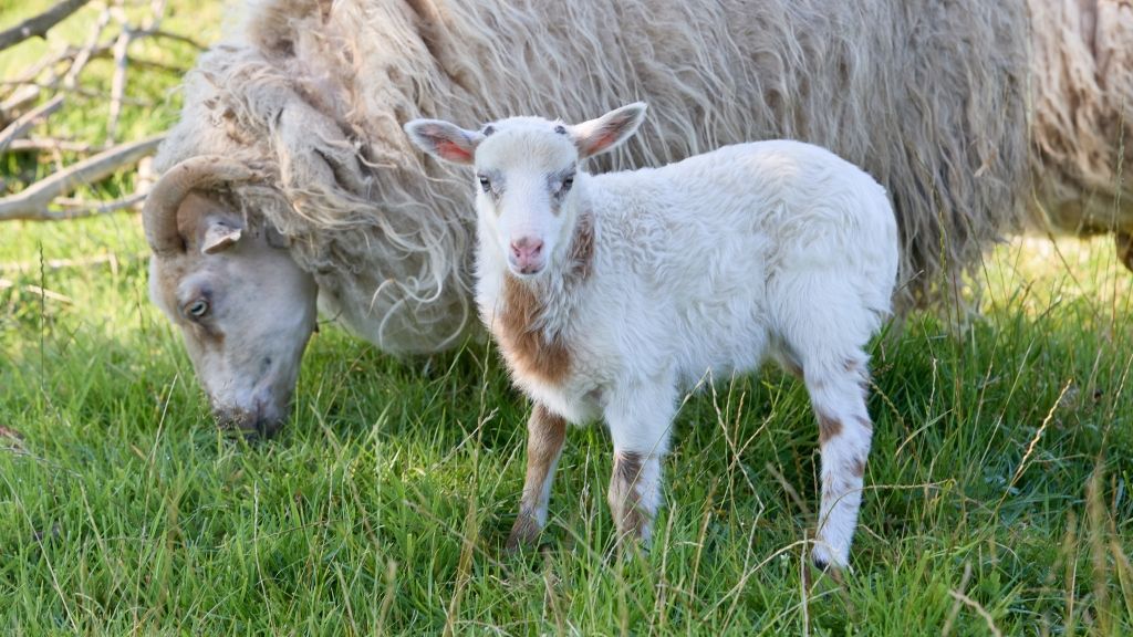 An der Flensburger Förde wurde im August 2024 die Schiege "Fumo" (vorn) geboren - einer Mischung aus Schaf und Ziege. (Foto)