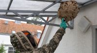 Die Entfernung eines Hornissennestes sollten Sie Profis überlassen