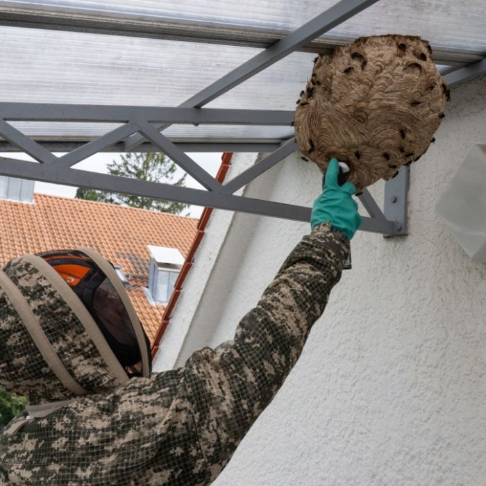 Wie werden Sie die Hornissen-Gefahr im Garten wieder los?
