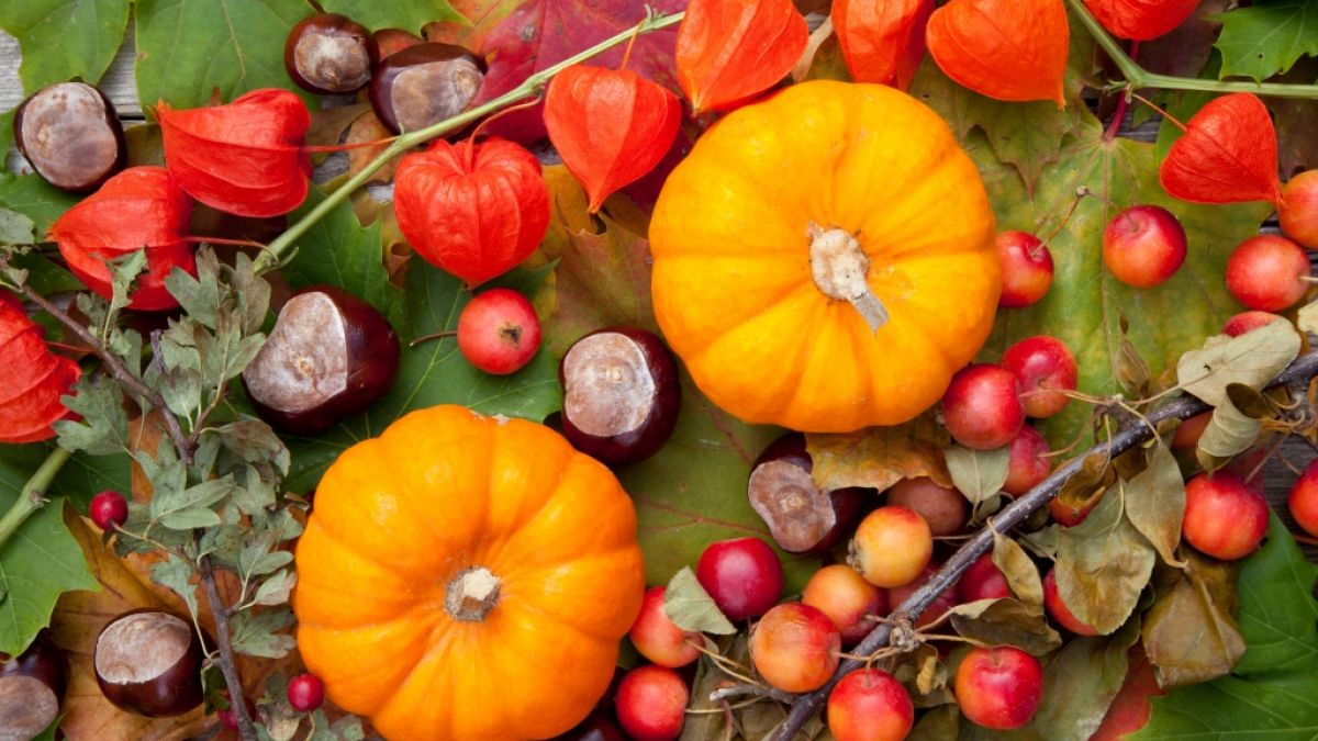 Einige beliebte Deko-Pflanzen im Herbst können giftig sein. Einige beliebte Deko-Pflanzen im Herbst können giftig sein. (Foto)