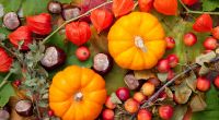 Einige beliebte Deko-Pflanzen im Herbst können giftig sein.