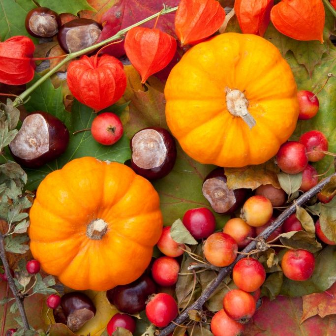 Diese beliebte Herbst-Deko kann giftig sein