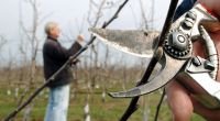 Auf einer Plantage werden junge Apfelbäume der Sorte Braeburn beschnitten
