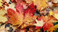 Dürfen wir uns auf einen goldenen Oktober freuen?