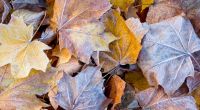 Der Herbst beendet den Altweibersommer.