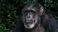 Ein Westlicher Schimpanse hat in Guinea ein Menschenbaby getötet. (Symbolfoto)
