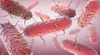 Das Robert Koch-Institut warnt vor ungewöhnlich vielen Erkrankungen durch Salmonellen. Die stäbchenförmigen Bakterien können erhebliche Magen-Darm-Beschwerden auslösen.