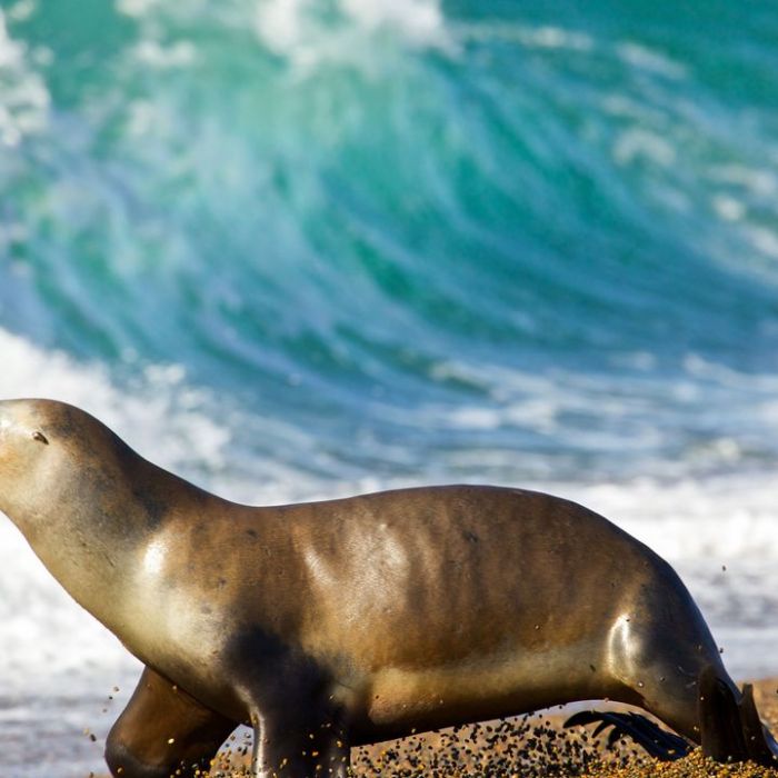 Wiederholung der Naturdoku online und im TV