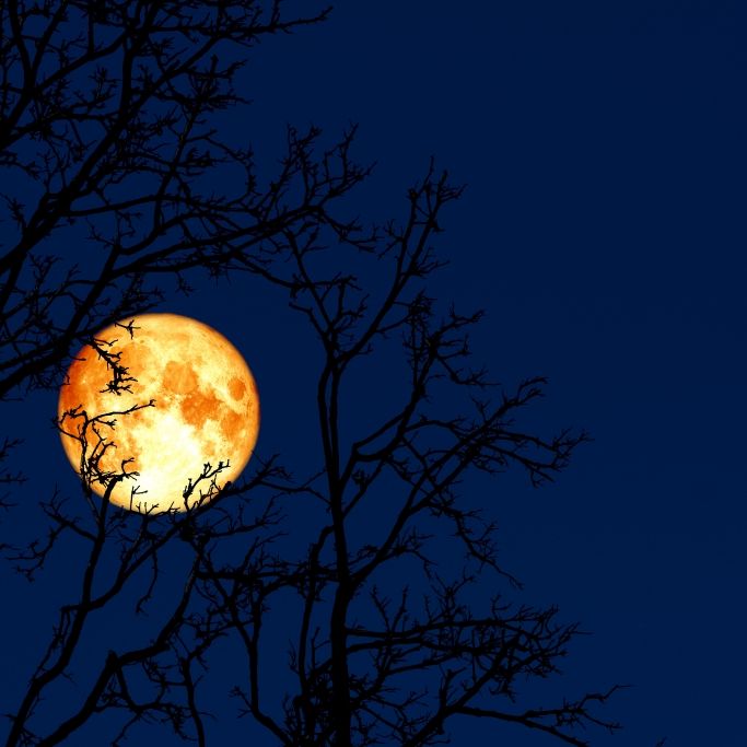 Größter Supermond des Jahres - Alle Beobachtungszeiten im Überblick