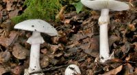 Augen auf bei der Pilzsuche: Der grüne Knollenblätterpilz, auch bekannt als Amanita phalloides, kann leicht mit einem weißen Champignon verwechselt werden, birgt jedoch tödliche Gefahren beim Verzehr.
