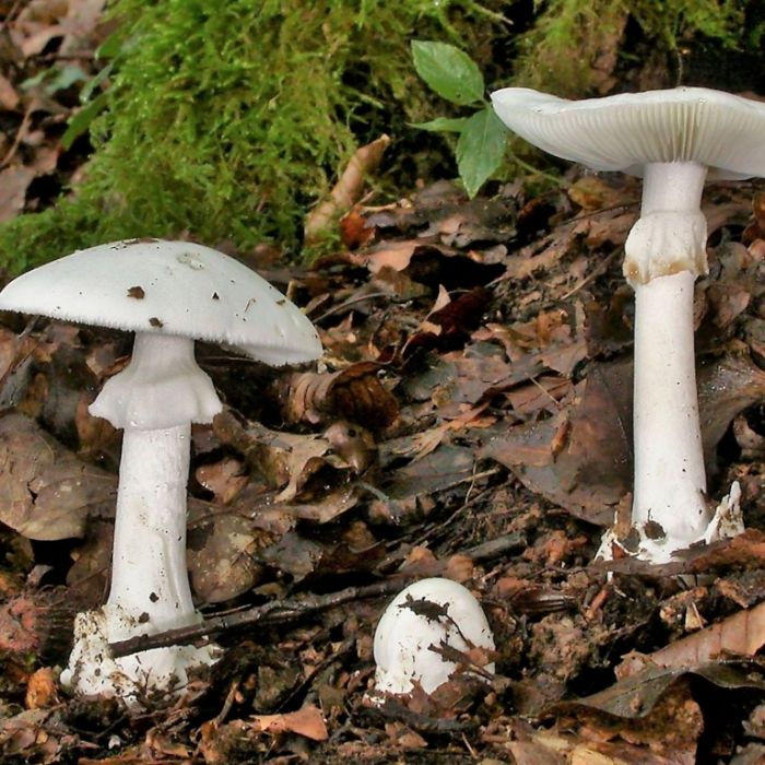 Übelkeit und Sehstörung: Aufgepasst bei diesen Symptomen