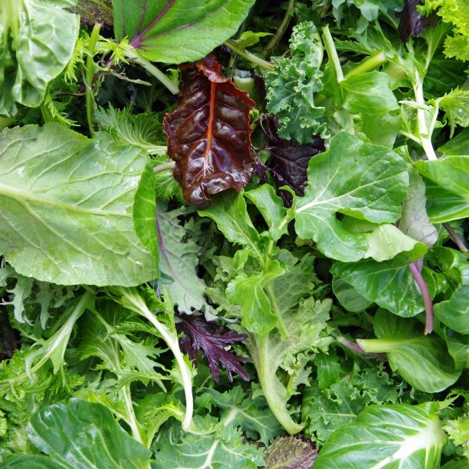 Warnung vor E.-coli-Bakterien - Edeka ruft diesen Salatmix zurück