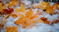 Ein Wintereinbruch ist in Deutschland derzeit nicht in Sicht.